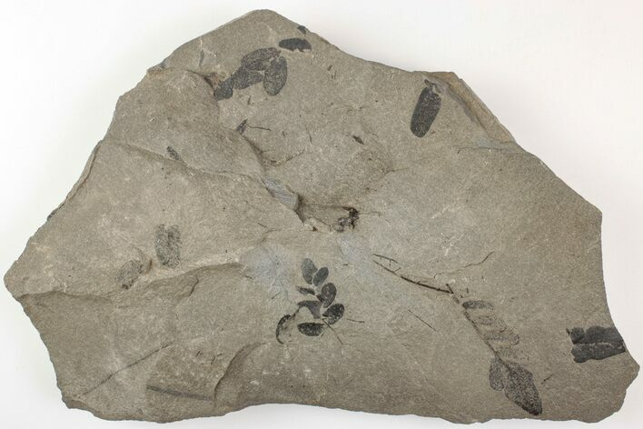 Pennsylvanian Fossil Fern (Neuropteris) Plate - Kentucky #205643